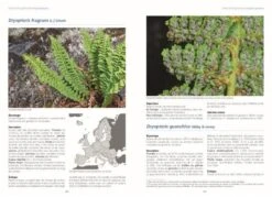 Les Fougères Et Plantes Alliées D'Europe [Ferns And Allied Plants Of Europe] -Wildlife Professional Books 254775 2
