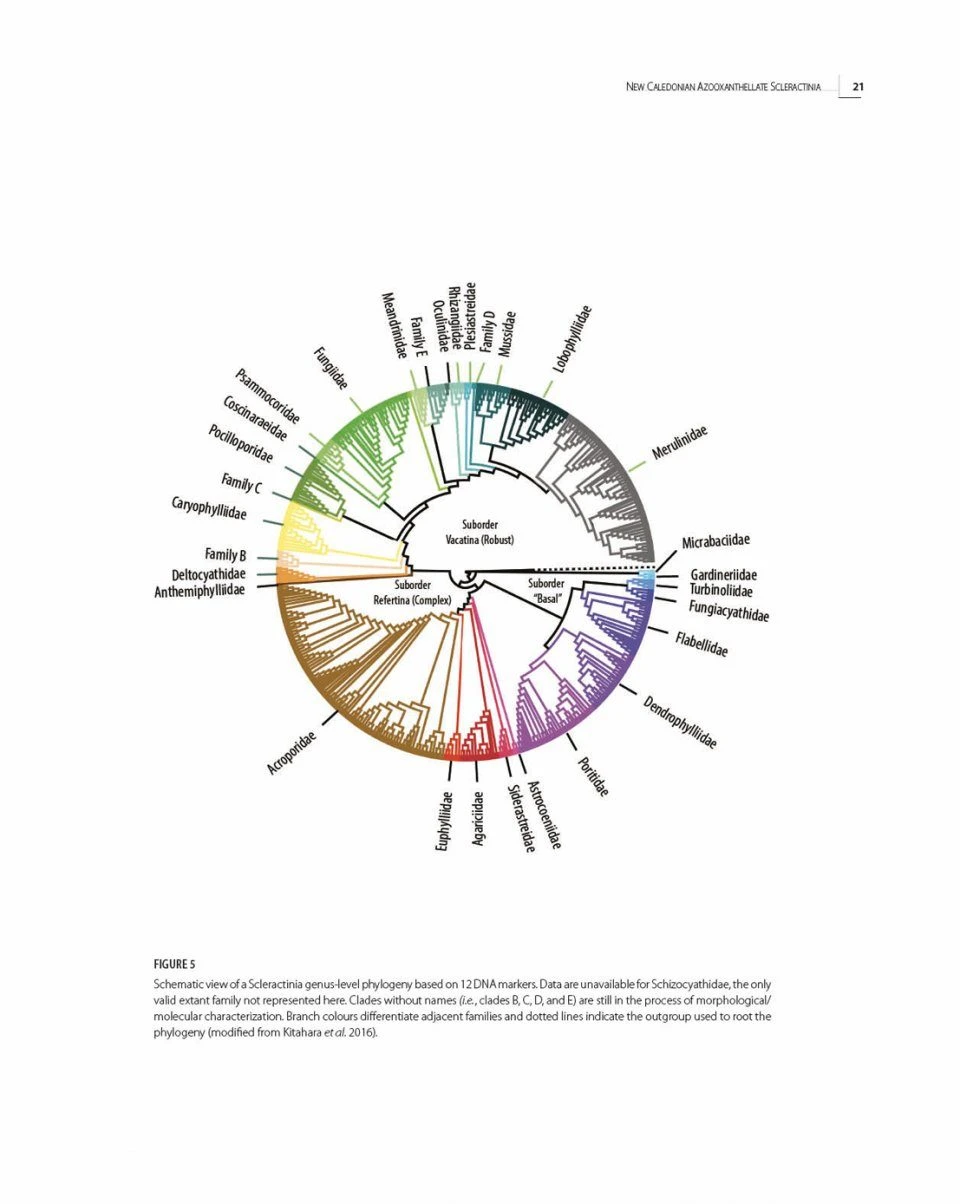 Tropical Deep-Sea Benthos, Volume 32 5 Tropical Deep-Sea Benthos, Volume 32 - Image 3