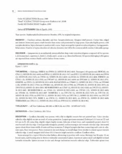 Tropical Deep-Sea Benthos, Volume 32 26 Tropical Deep-Sea Benthos, Volume 32 -Wildlife Professional Books 254936 07