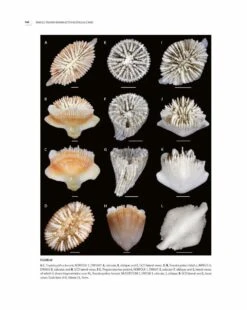 Tropical Deep-Sea Benthos, Volume 32 28 Tropical Deep-Sea Benthos, Volume 32 -Wildlife Professional Books 254936 09