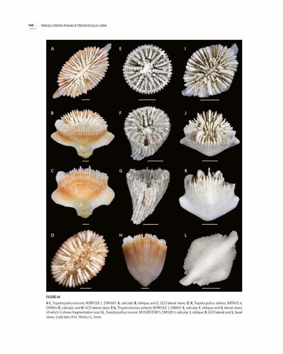 Tropical Deep-Sea Benthos, Volume 32 12 Tropical Deep-Sea Benthos, Volume 32 - Image 10