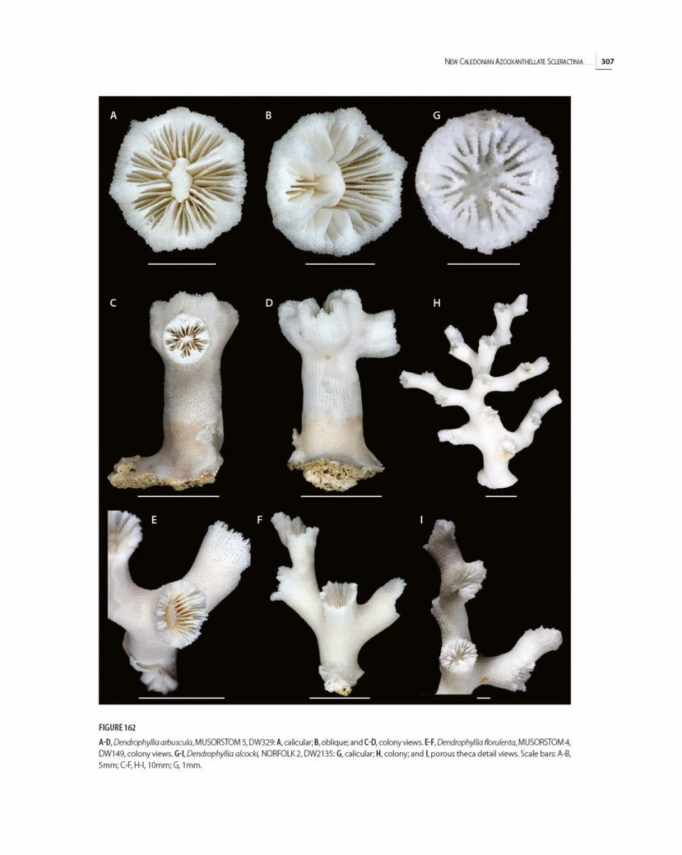 Tropical Deep-Sea Benthos, Volume 32 17 Tropical Deep-Sea Benthos, Volume 32 - Image 15