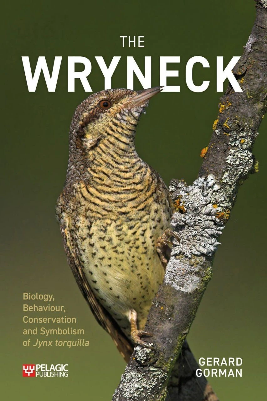 The Wryneck 3 The Wryneck