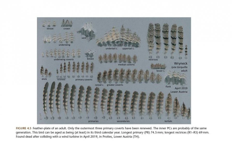 The Wryneck 4 The Wryneck - Image 2