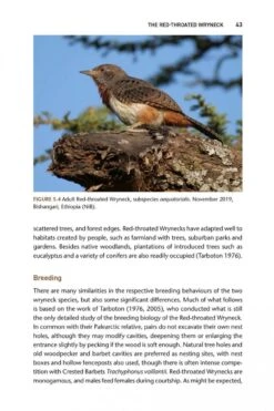 The Wryneck 13 The Wryneck -Wildlife Professional Books 255001 2