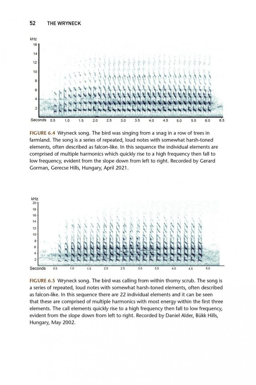 The Wryneck 6 The Wryneck - Image 4