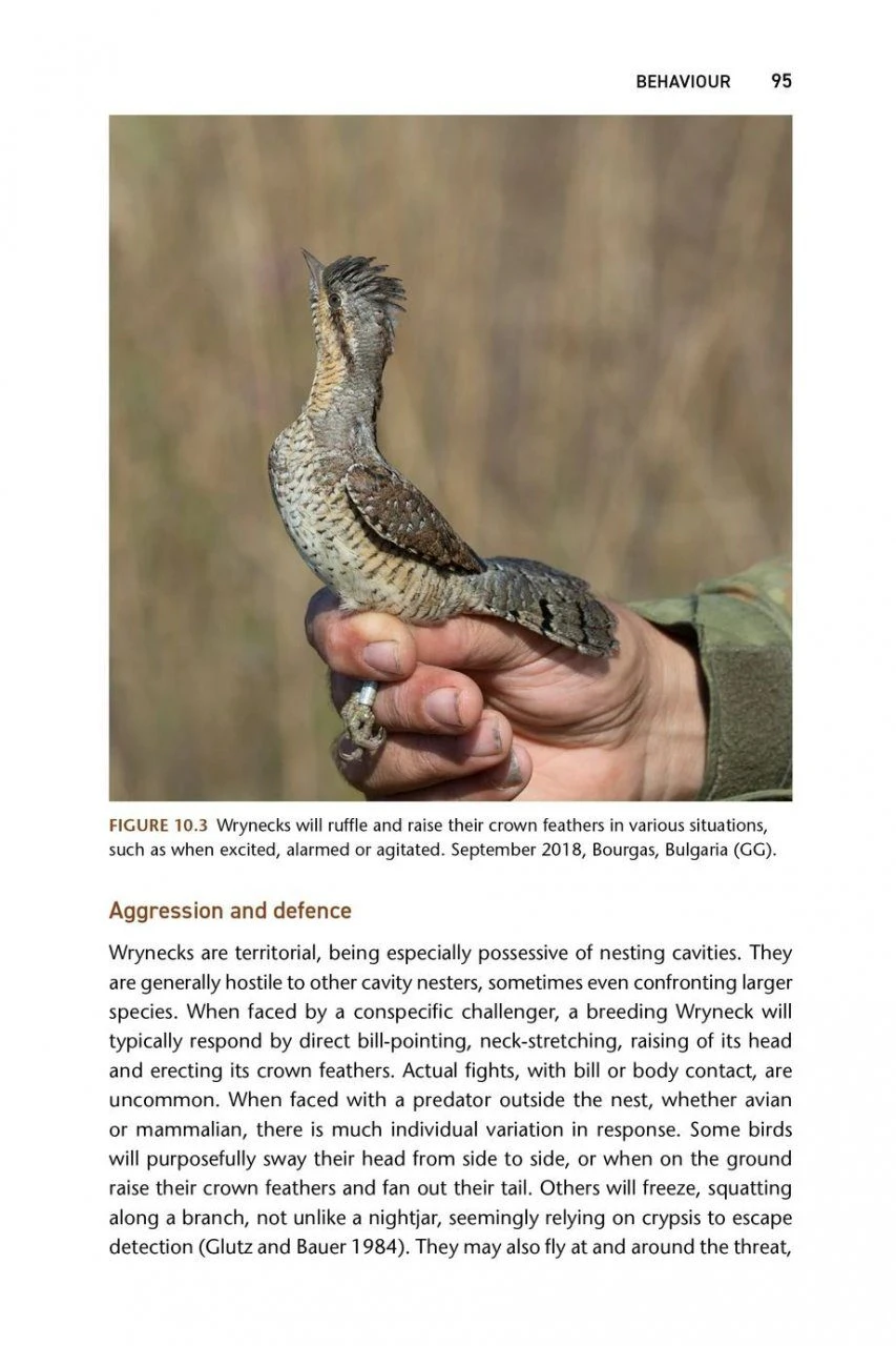 The Wryneck 9 The Wryneck - Image 7