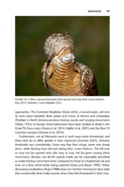 The Wryneck 18 The Wryneck -Wildlife Professional Books 255001 7