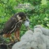 The Eurasian Hobby 2 The Eurasian Hobby -Wildlife Professional Books 255030