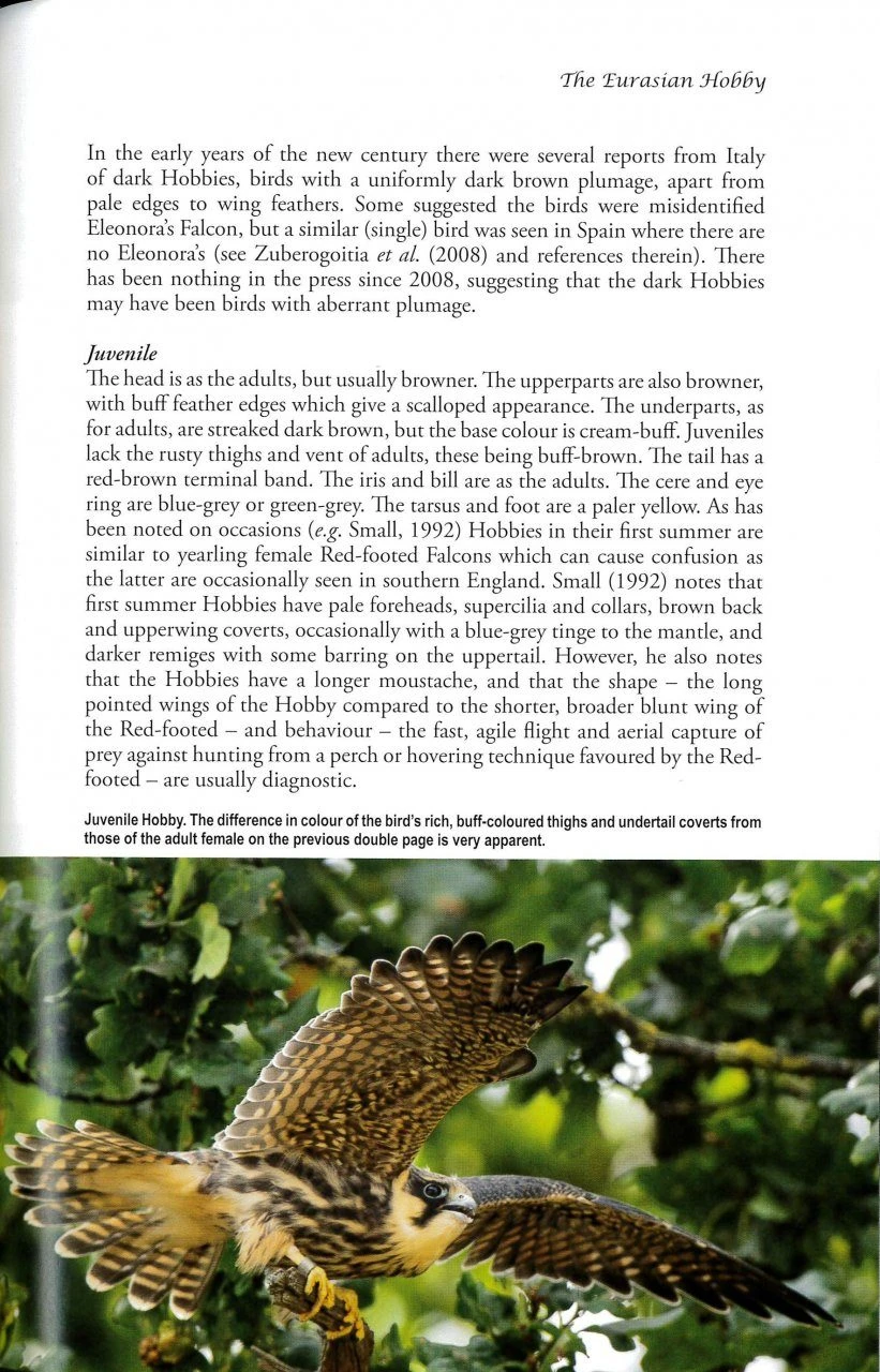 The Eurasian Hobby 4 The Eurasian Hobby - Image 2