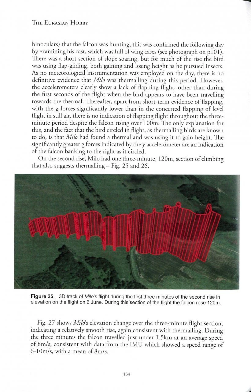 The Eurasian Hobby 5 The Eurasian Hobby - Image 3