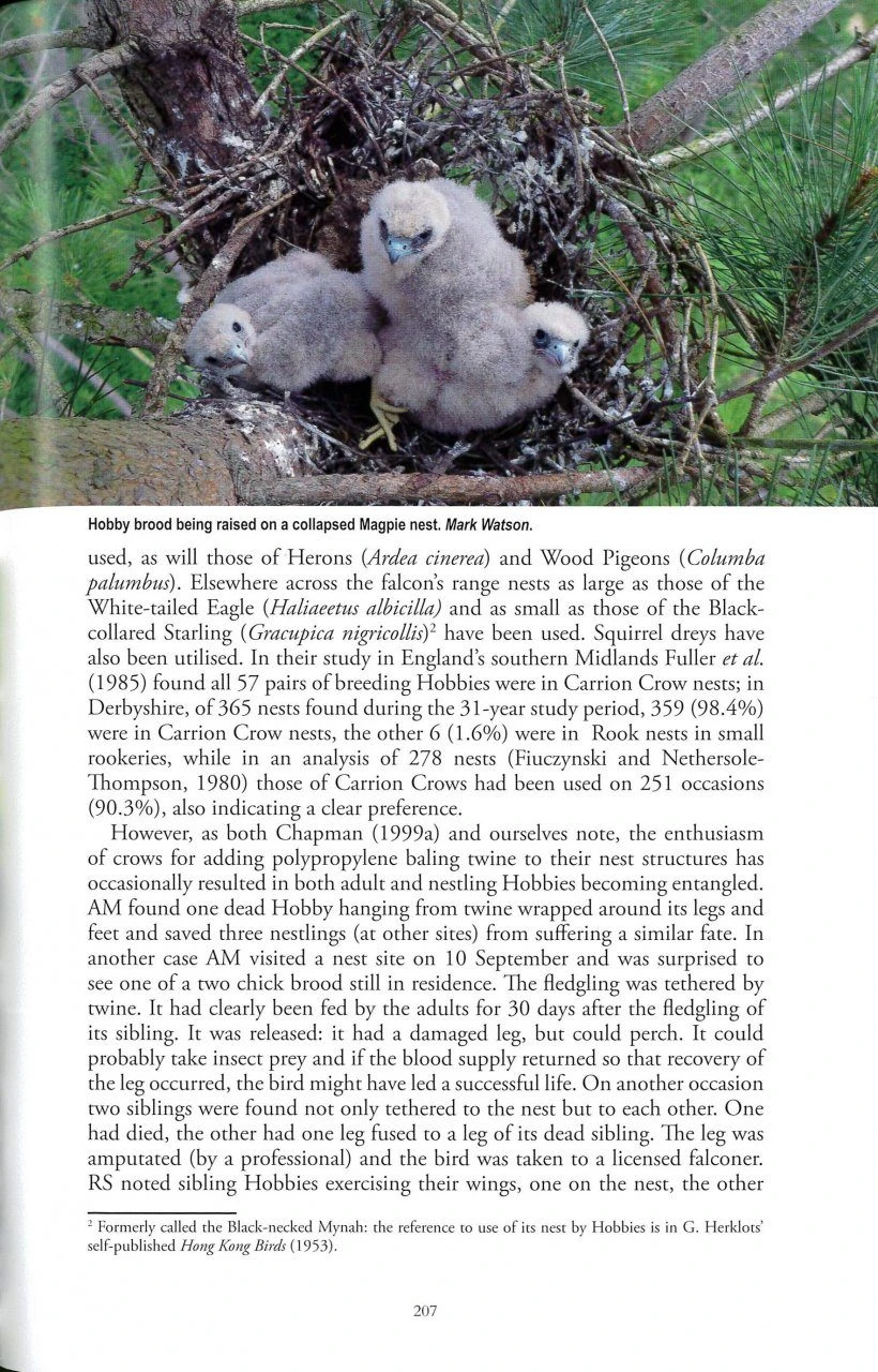 The Eurasian Hobby 6 The Eurasian Hobby - Image 4