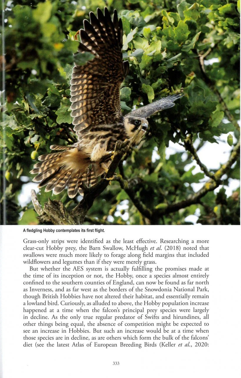 The Eurasian Hobby 8 The Eurasian Hobby - Image 6