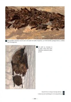 Les Chauves-Souris De France, Belgique, Luxembourg & Suisse [Bats Of France, Belgium, Luxembourg And Switzerland] -Wildlife Professional Books 255086 11