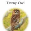 The Tawny Owl 2 The Tawny Owl -Wildlife Professional Books 255887