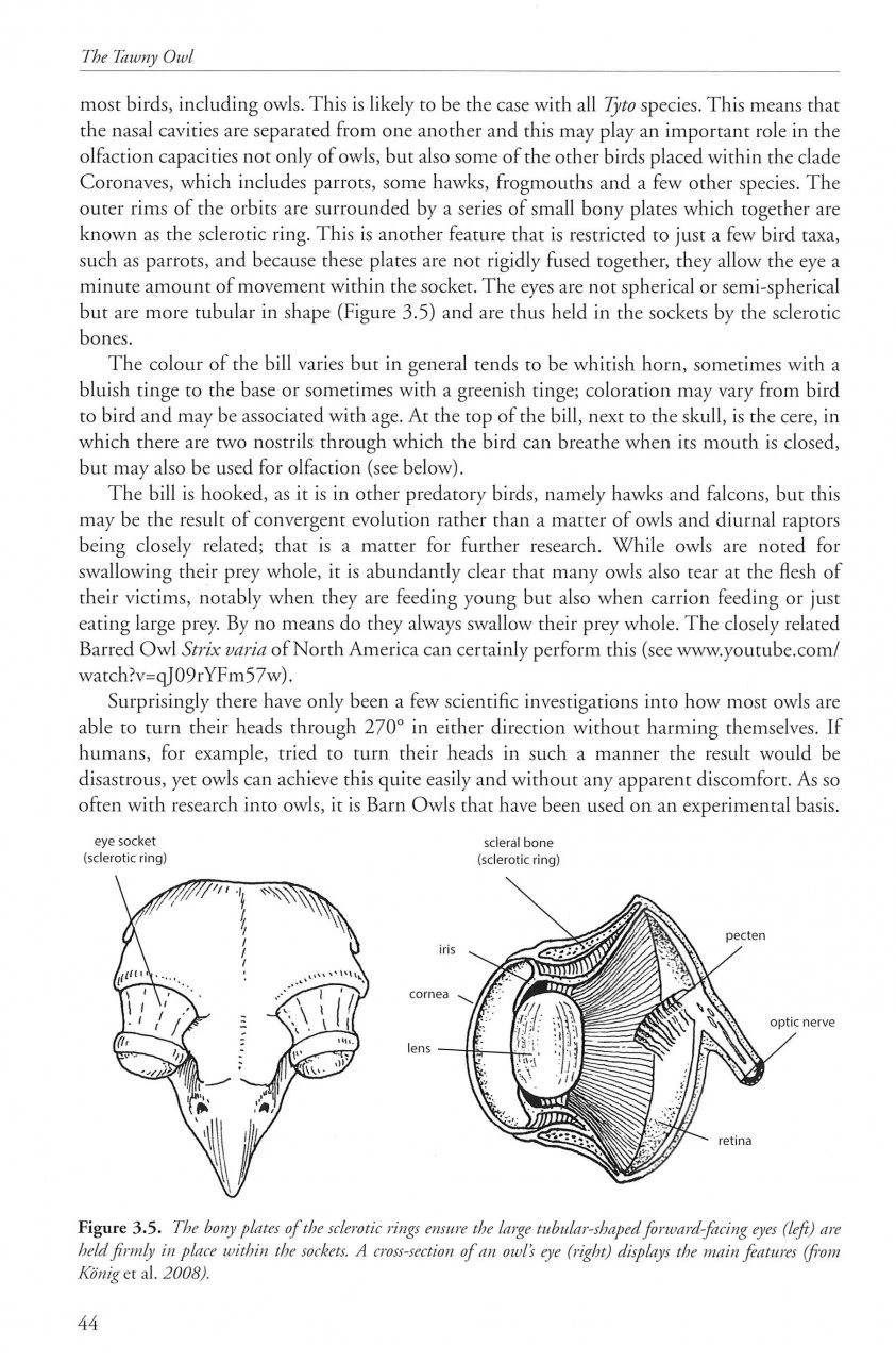 The Tawny Owl 4 The Tawny Owl - Image 2