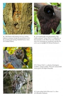 The Tawny Owl 11 The Tawny Owl -Wildlife Professional Books 255887 3