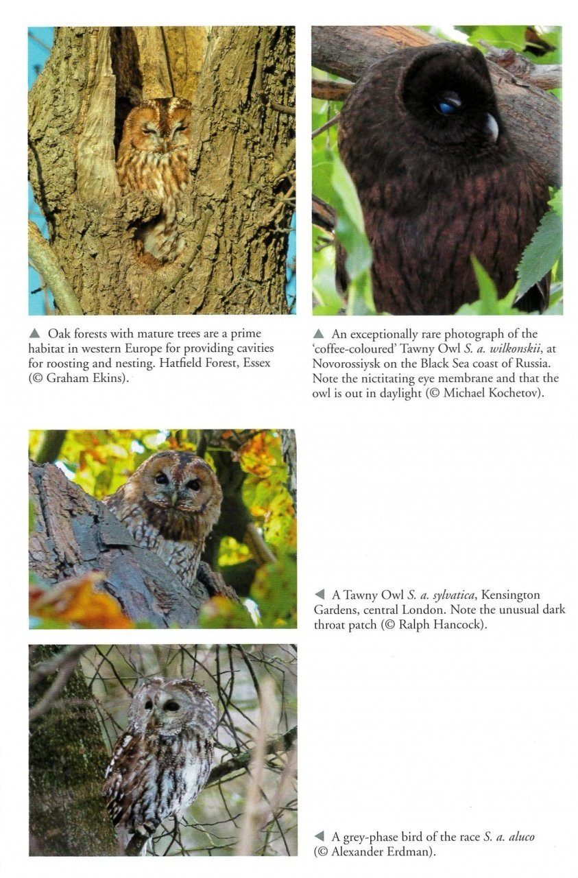 The Tawny Owl 6 The Tawny Owl - Image 4
