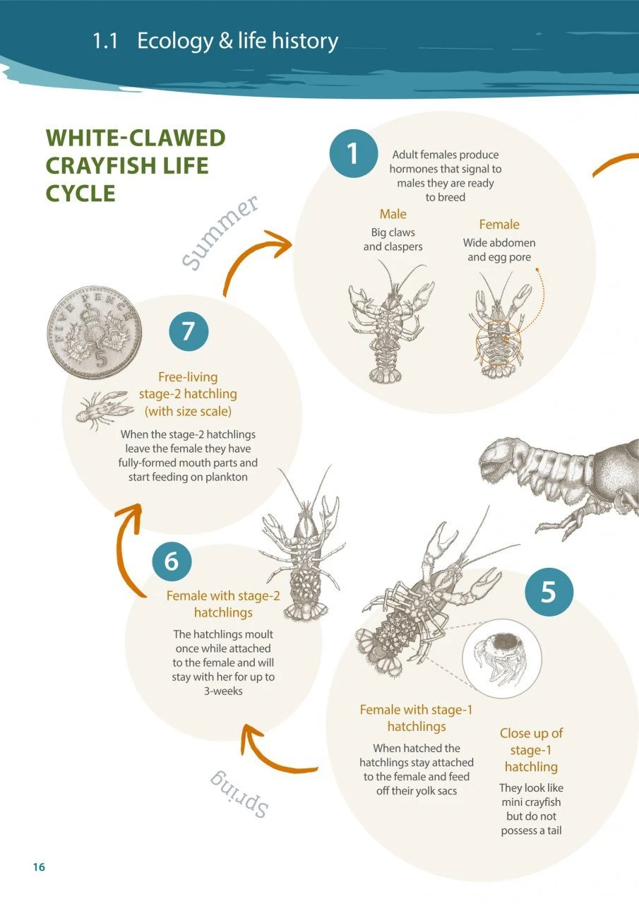 Crayfish Conservation Manual 4 Crayfish Conservation Manual - Image 2