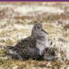 The Purple Sandpiper 1 The Purple Sandpiper -Wildlife Professional Books 255991