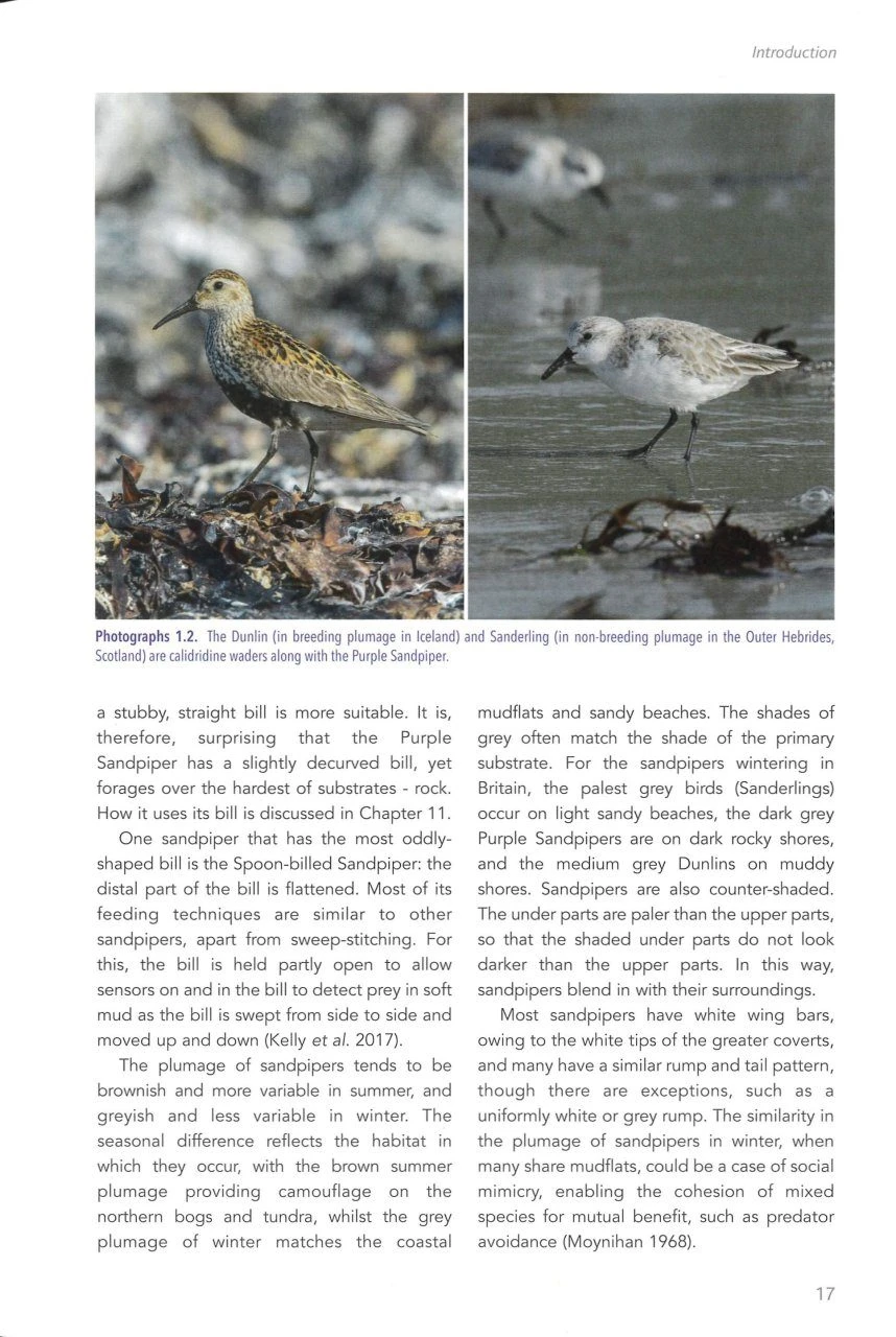 The Purple Sandpiper 4 The Purple Sandpiper - Image 2