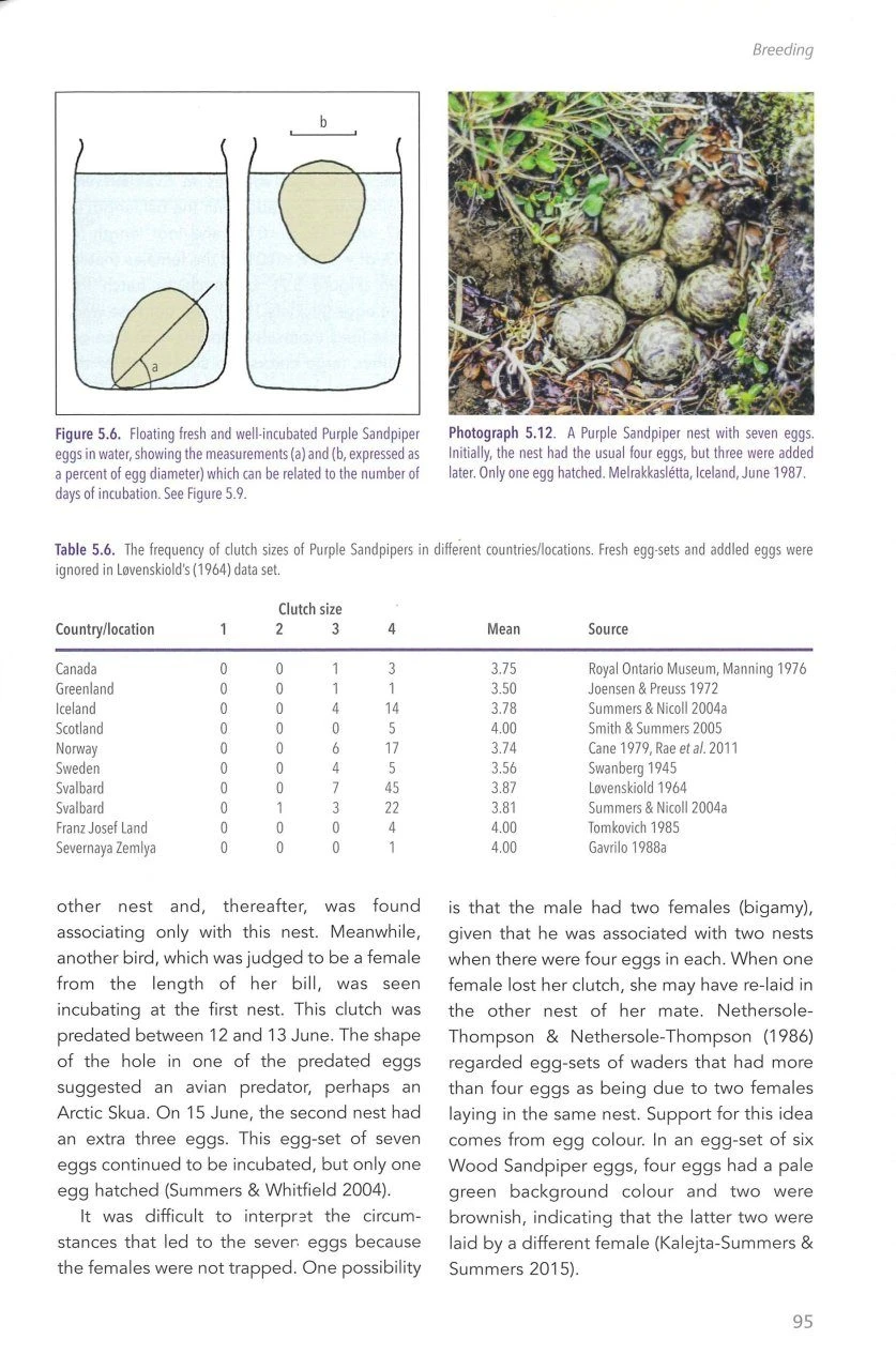 The Purple Sandpiper 5 The Purple Sandpiper - Image 3
