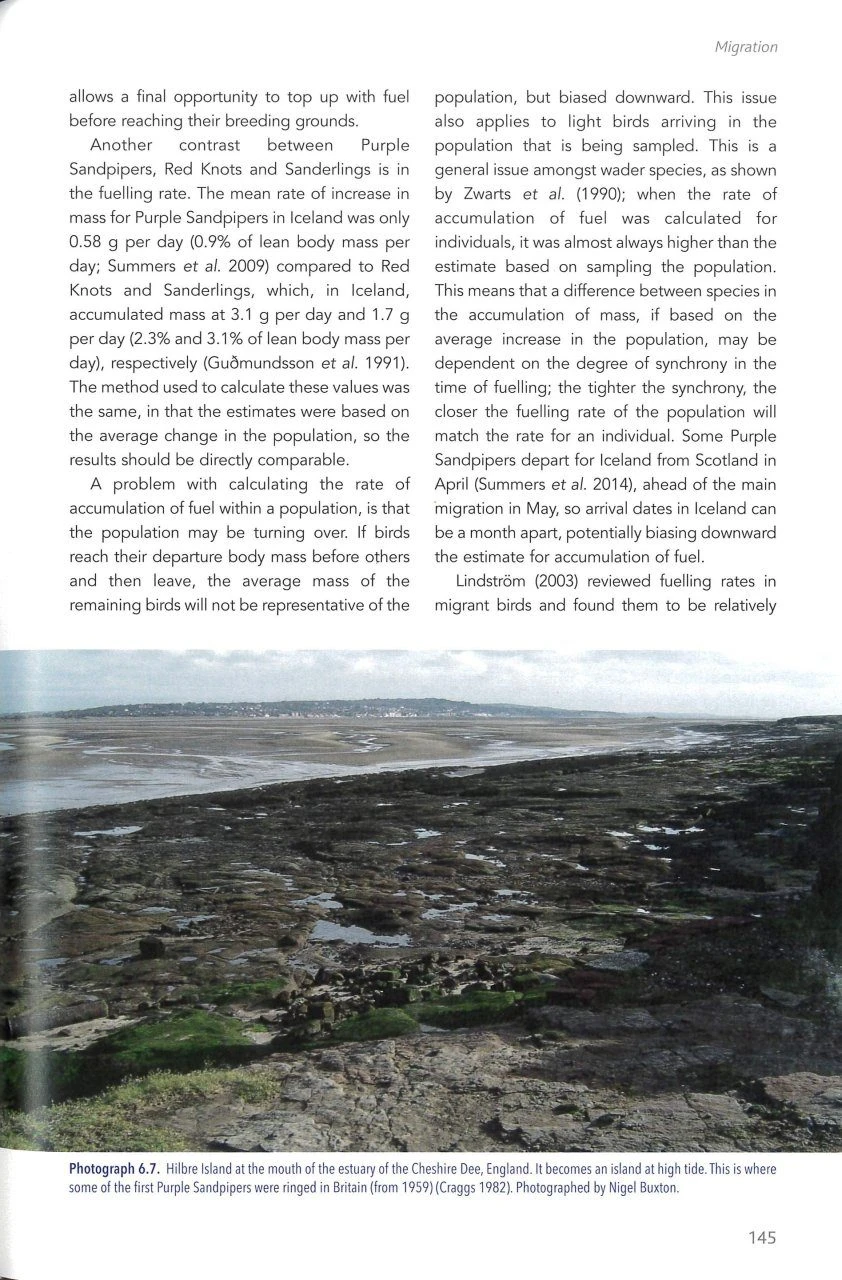 The Purple Sandpiper 6 The Purple Sandpiper - Image 4