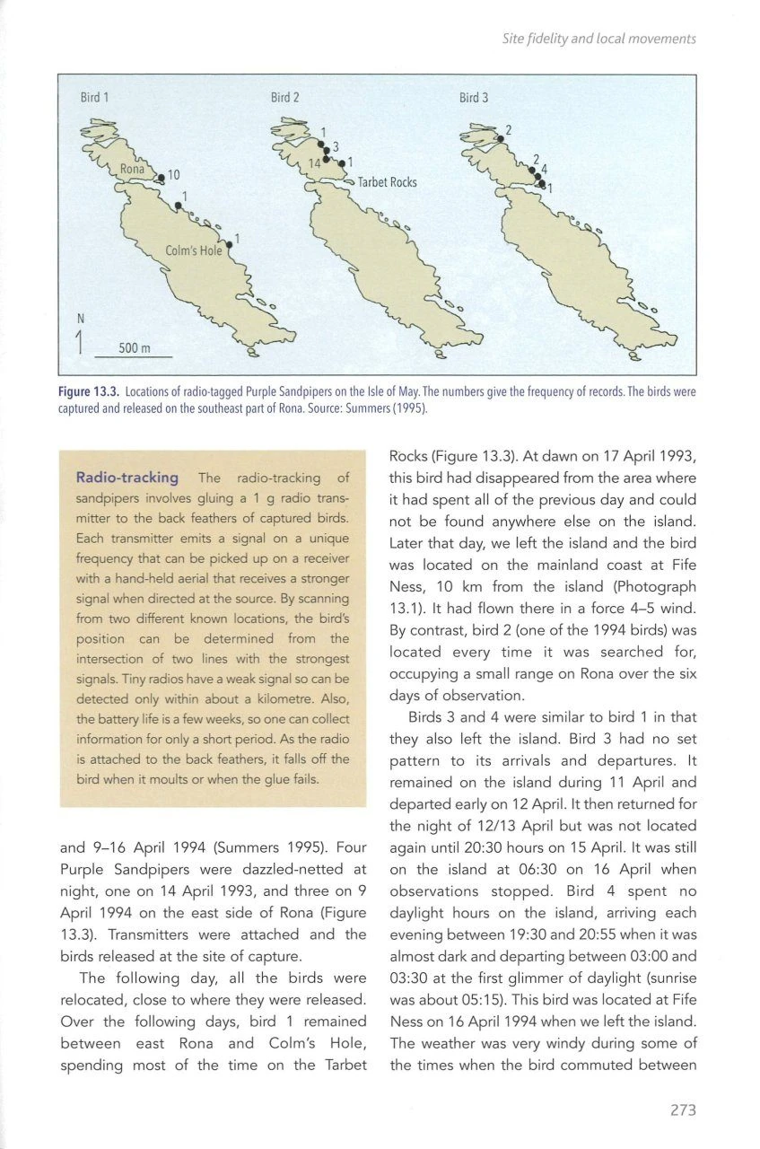 The Purple Sandpiper 8 The Purple Sandpiper - Image 6