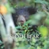 Sloth Bear 1 Sloth Bear -Wildlife Professional Books 256010