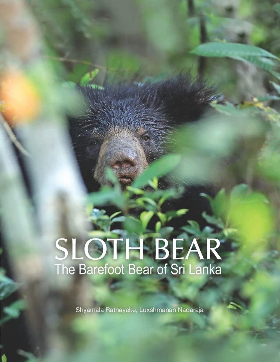 Sloth Bear 3 Sloth Bear
