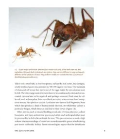 The Guests Of Ants 18 The Guests Of Ants -Wildlife Professional Books 256243 02