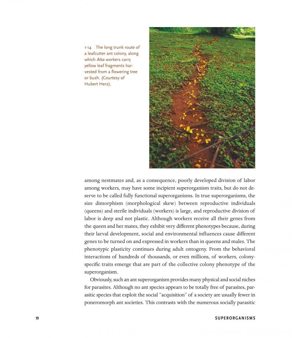 The Guests Of Ants 7 The Guests Of Ants - Image 5