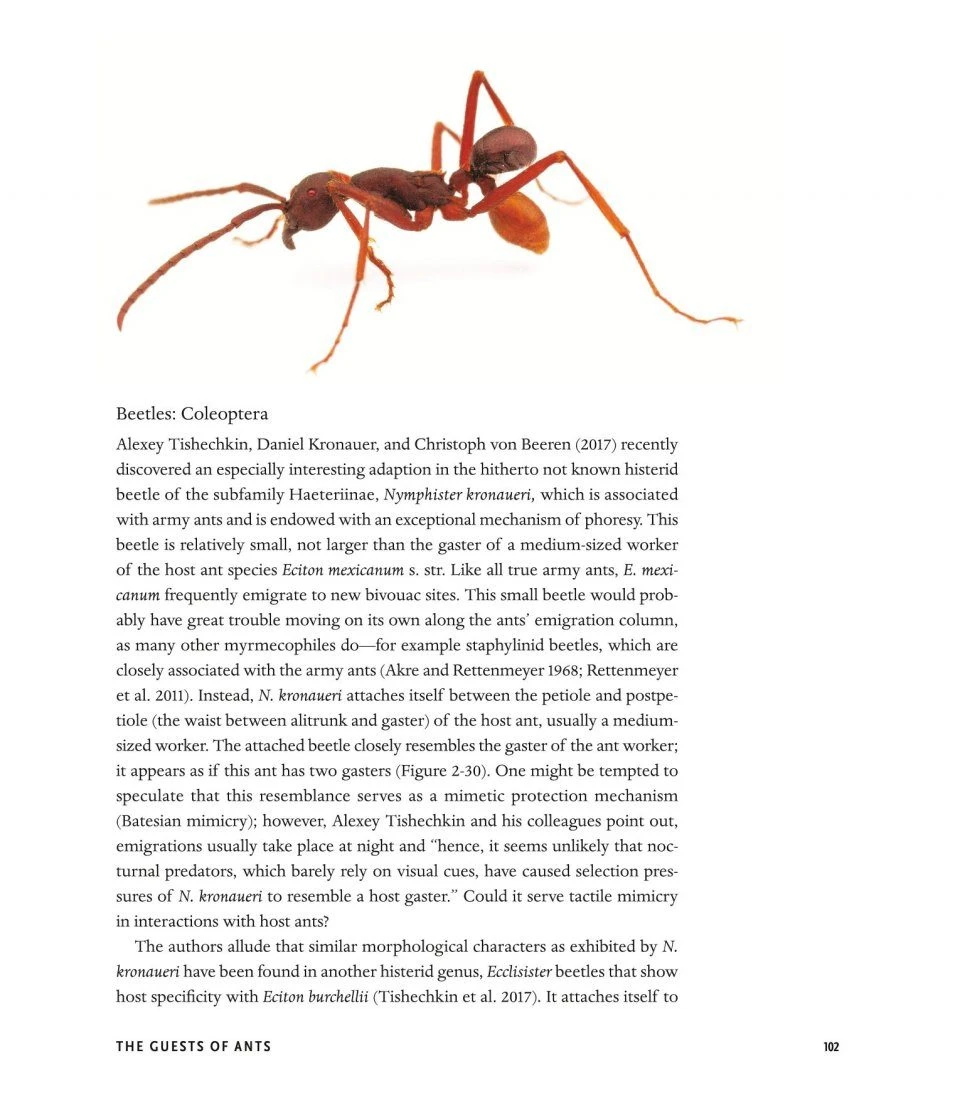 The Guests Of Ants 12 The Guests Of Ants - Image 10