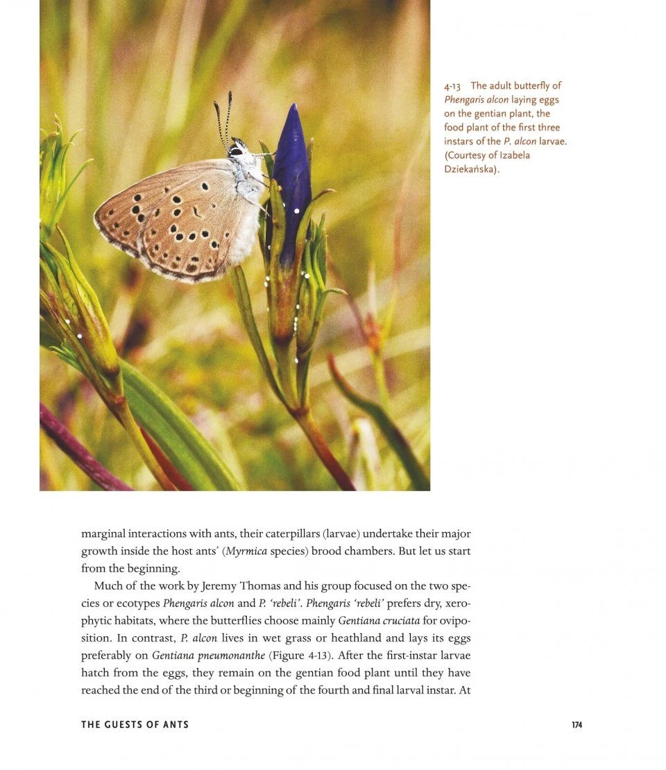 The Guests Of Ants 13 The Guests Of Ants - Image 11