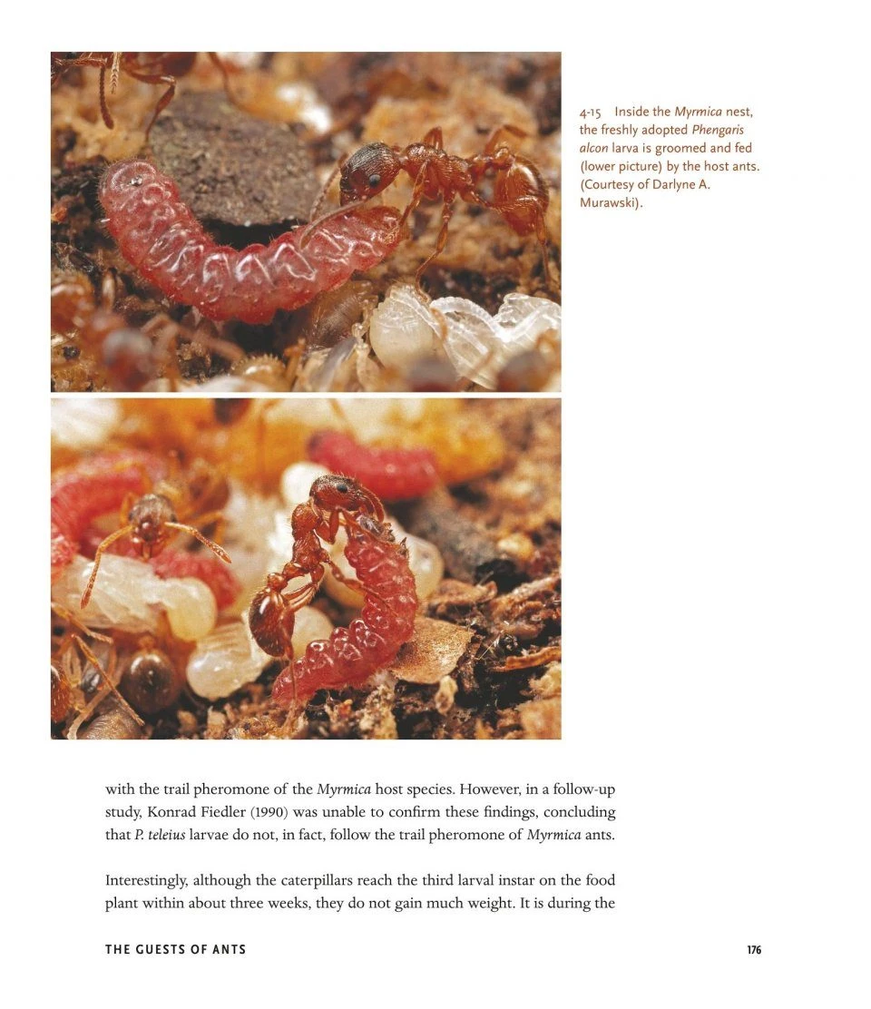 The Guests Of Ants 15 The Guests Of Ants - Image 13