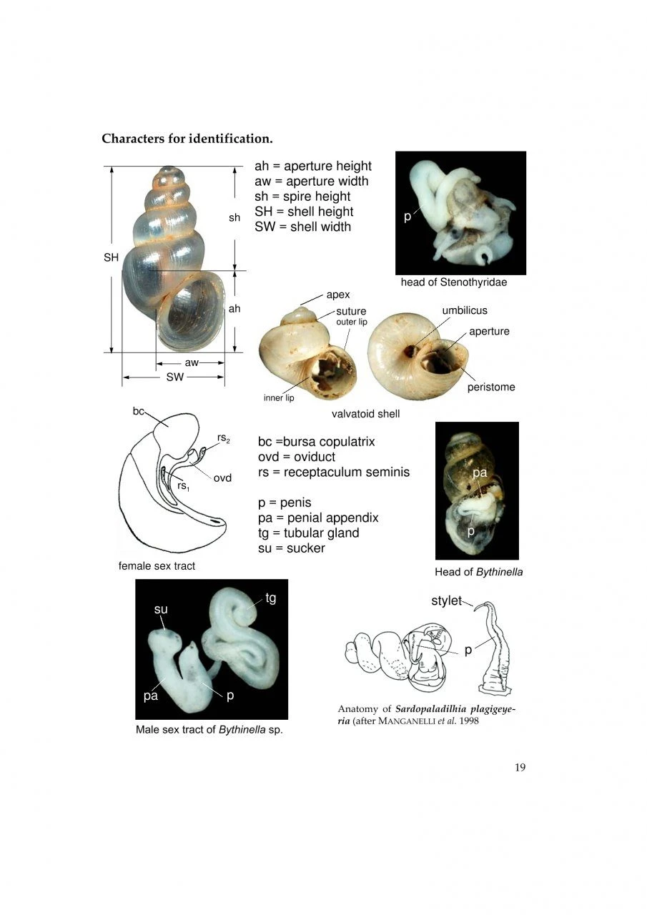 The Freshwater Gastropods Of The West-Palaearctis, Volume 2 18 The Freshwater Gastropods Of The West-Palaearctis, Volume 2 - Image 16