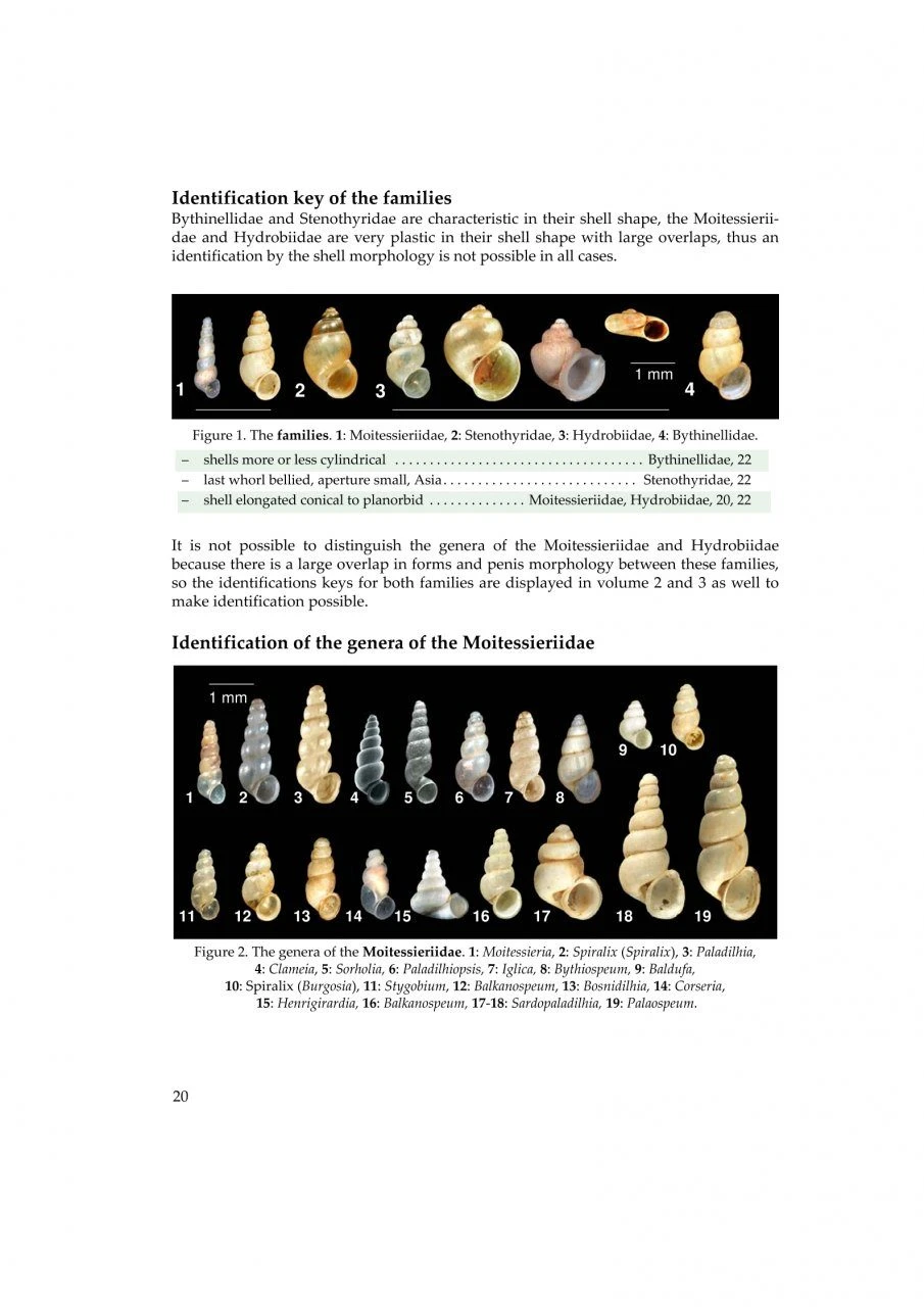 The Freshwater Gastropods Of The West-Palaearctis, Volume 2 19 The Freshwater Gastropods Of The West-Palaearctis, Volume 2 - Image 17