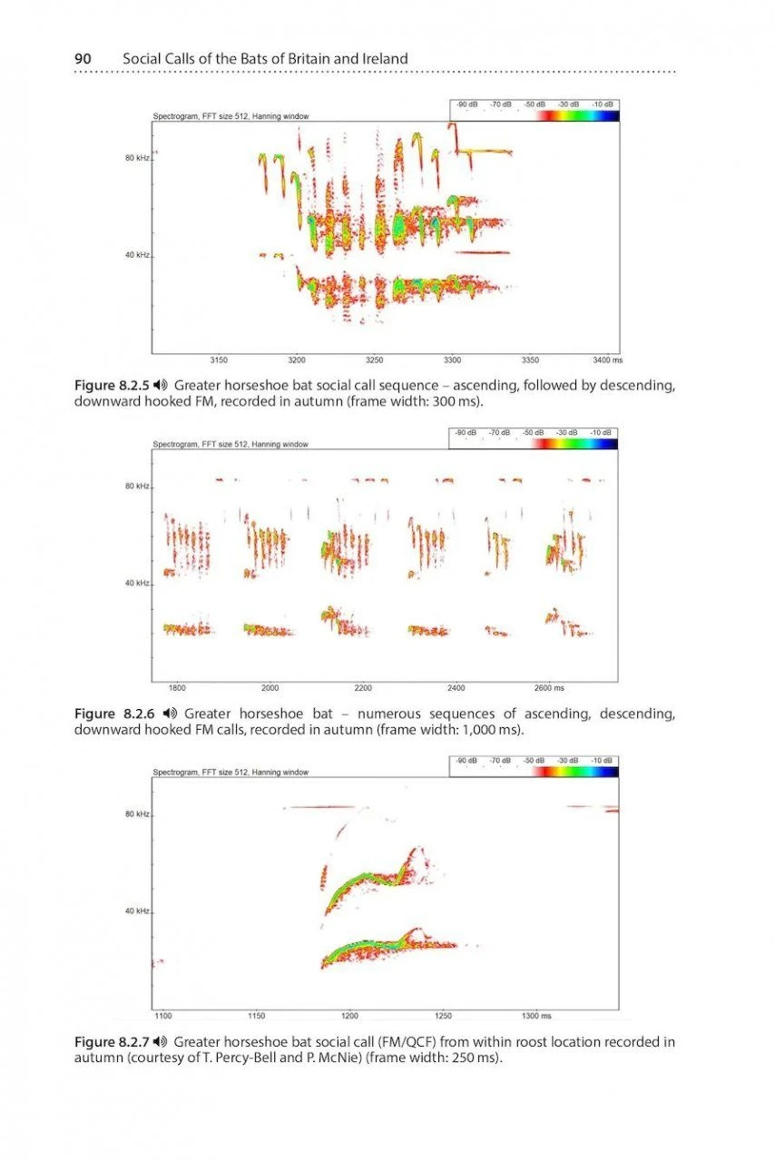 Social Calls Of The Bats Of Britain And Ireland 9 Social Calls Of The Bats Of Britain And Ireland - Image 7