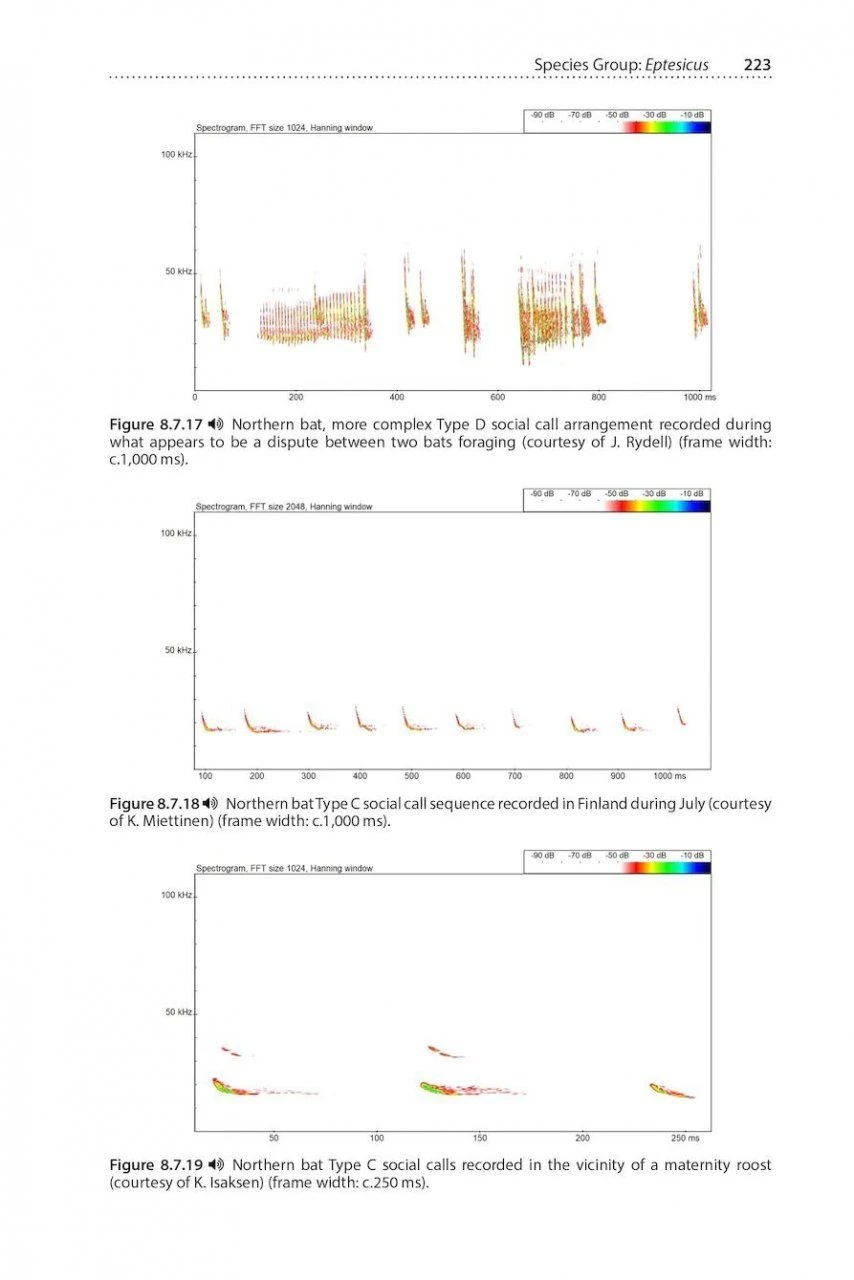 Social Calls Of The Bats Of Britain And Ireland 11 Social Calls Of The Bats Of Britain And Ireland - Image 9