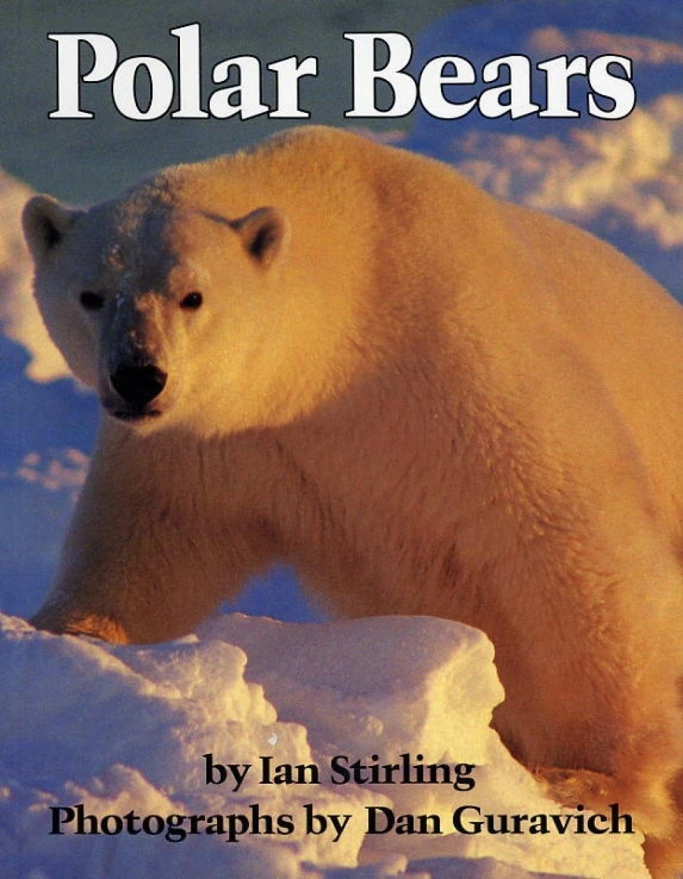Polar Bears 3 Polar Bears