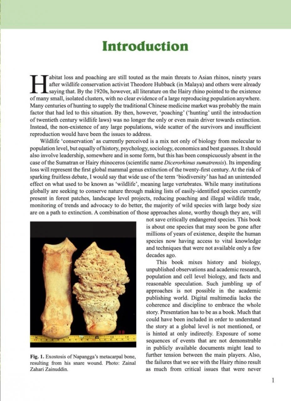 The Hairy Rhinoceros 4 The Hairy Rhinoceros - Image 2