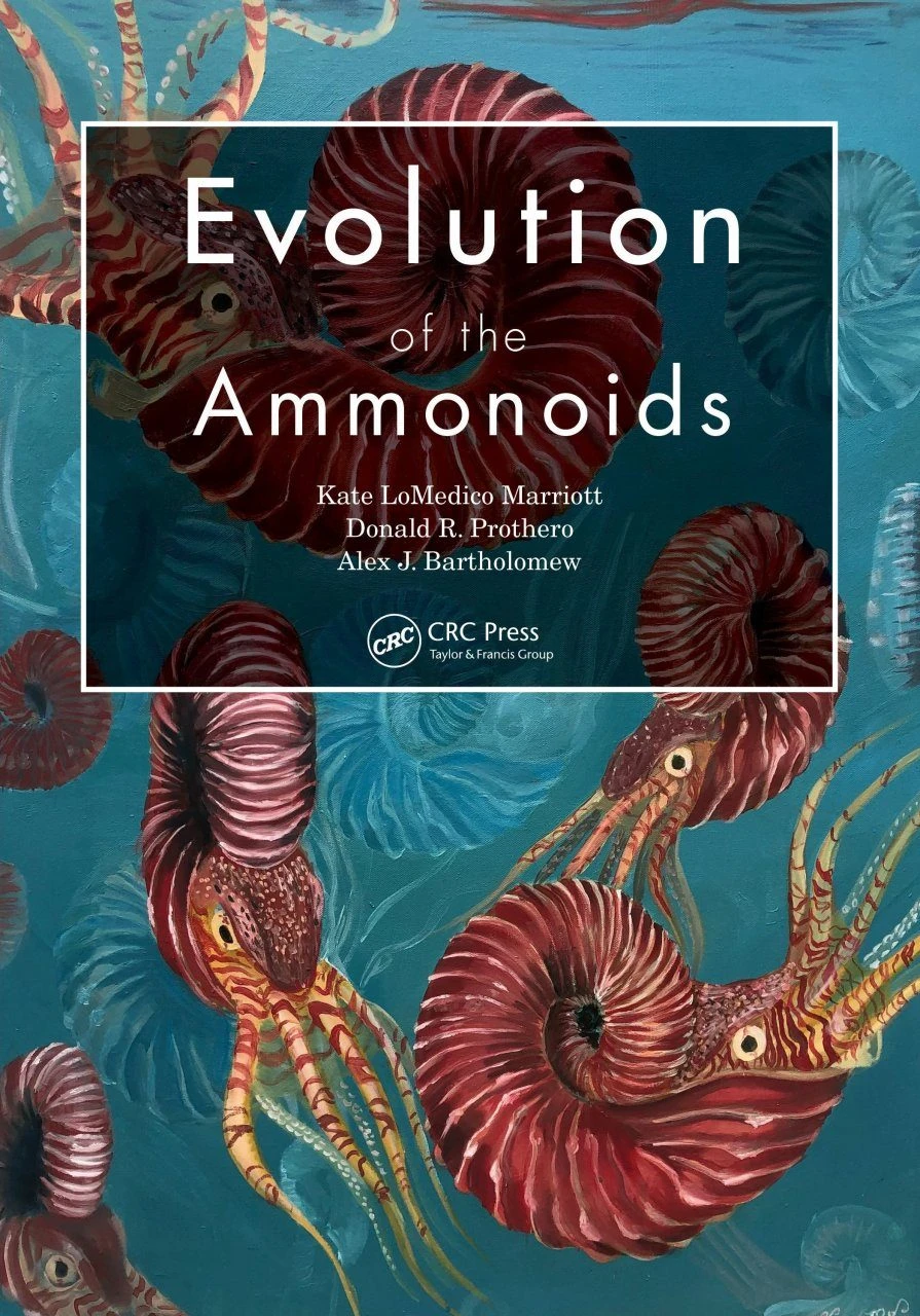 Evolution Of The Ammonoids 4 Evolution Of The Ammonoids - Image 2