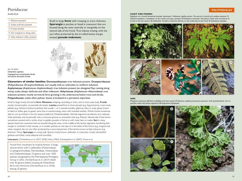The Kew Temperate Plant Families Identification Handbook 4 The Kew Temperate Plant Families Identification Handbook - Image 2