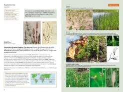 The Kew Temperate Plant Families Identification Handbook 11 The Kew Temperate Plant Families Identification Handbook -Wildlife Professional Books 259406 4