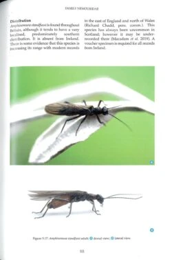 British And Irish Stoneflies (Plecoptera) 11 British And Irish Stoneflies (Plecoptera) -Wildlife Professional Books 259572 3