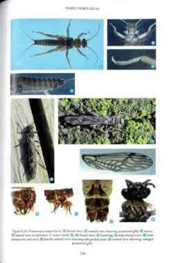 British And Irish Stoneflies (Plecoptera) 12 British And Irish Stoneflies (Plecoptera) -Wildlife Professional Books 259572 4