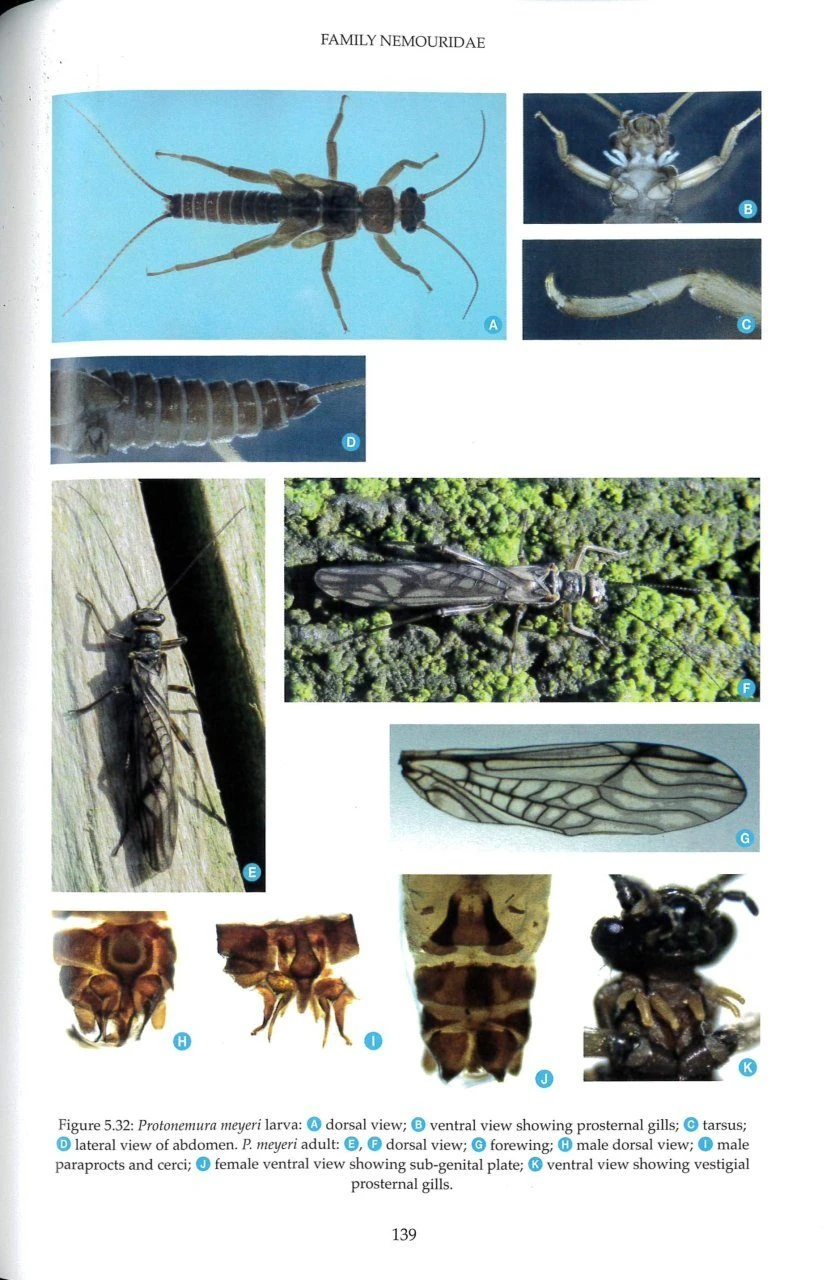 British And Irish Stoneflies (Plecoptera) 7 British And Irish Stoneflies (Plecoptera) - Image 5