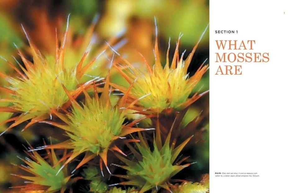 The Hidden World Of Mosses 4 The Hidden World Of Mosses - Image 2