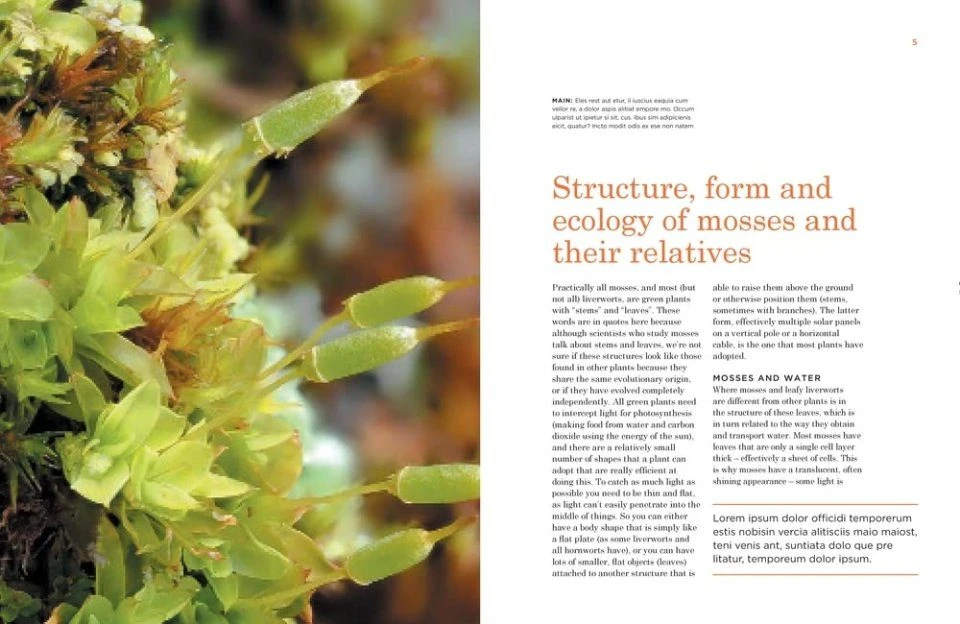 The Hidden World Of Mosses 6 The Hidden World Of Mosses - Image 4