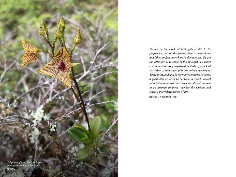 Demystifying Orchid Pollination 4 Demystifying Orchid Pollination - Image 2